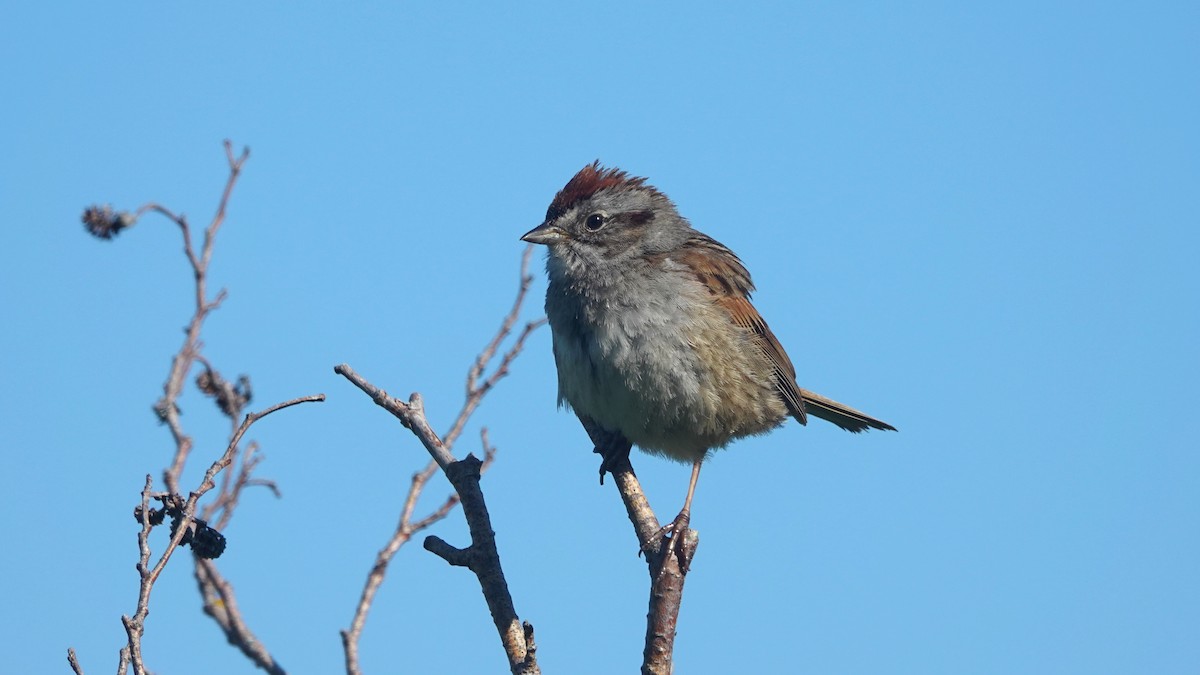 Swamp Sparrow - Barry Day