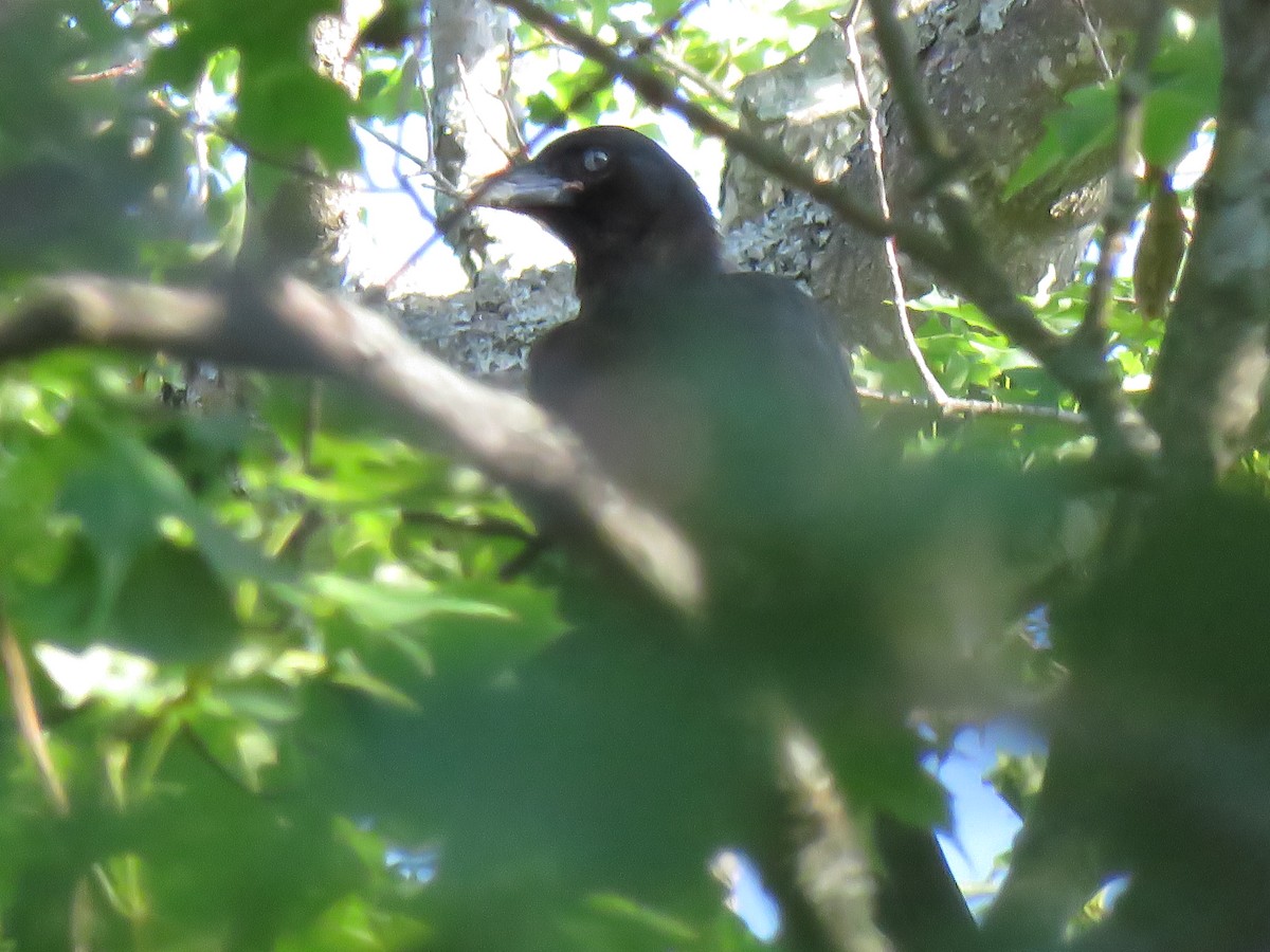 American Crow - ML248096701