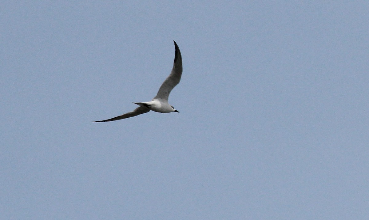 Gull-billed Tern - ML24809901