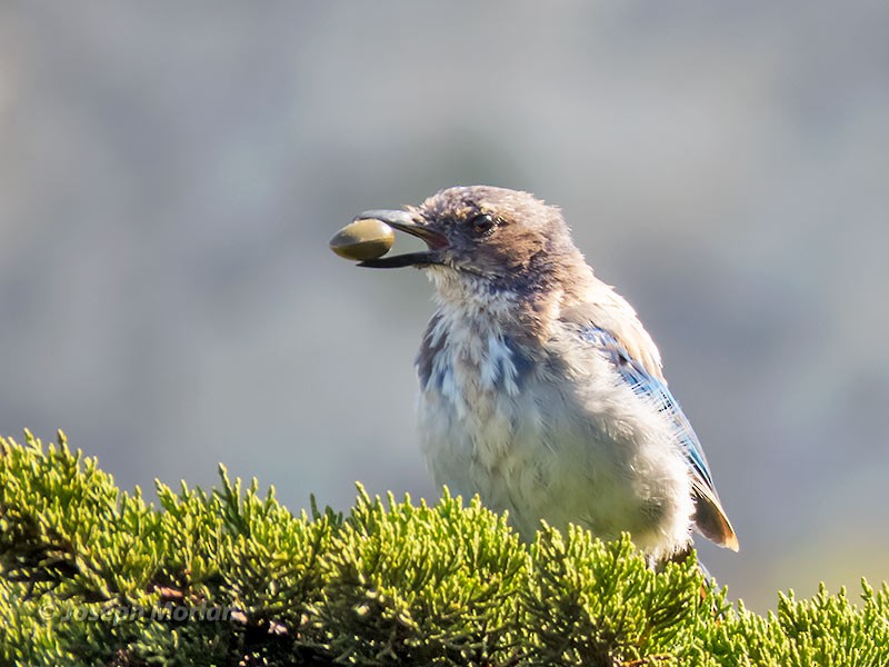 California Scrub-Jay - ML248101001