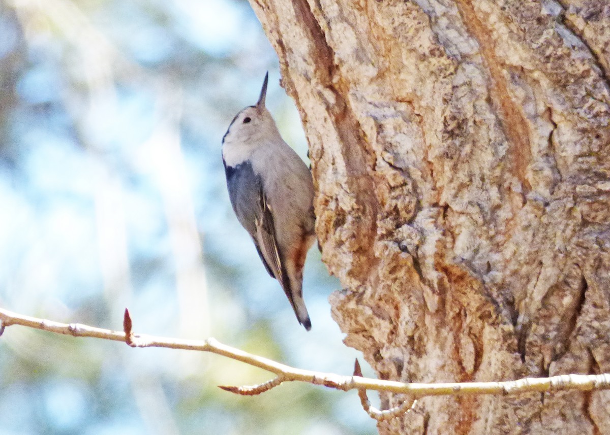 White-breasted Nuthatch - ML24810121