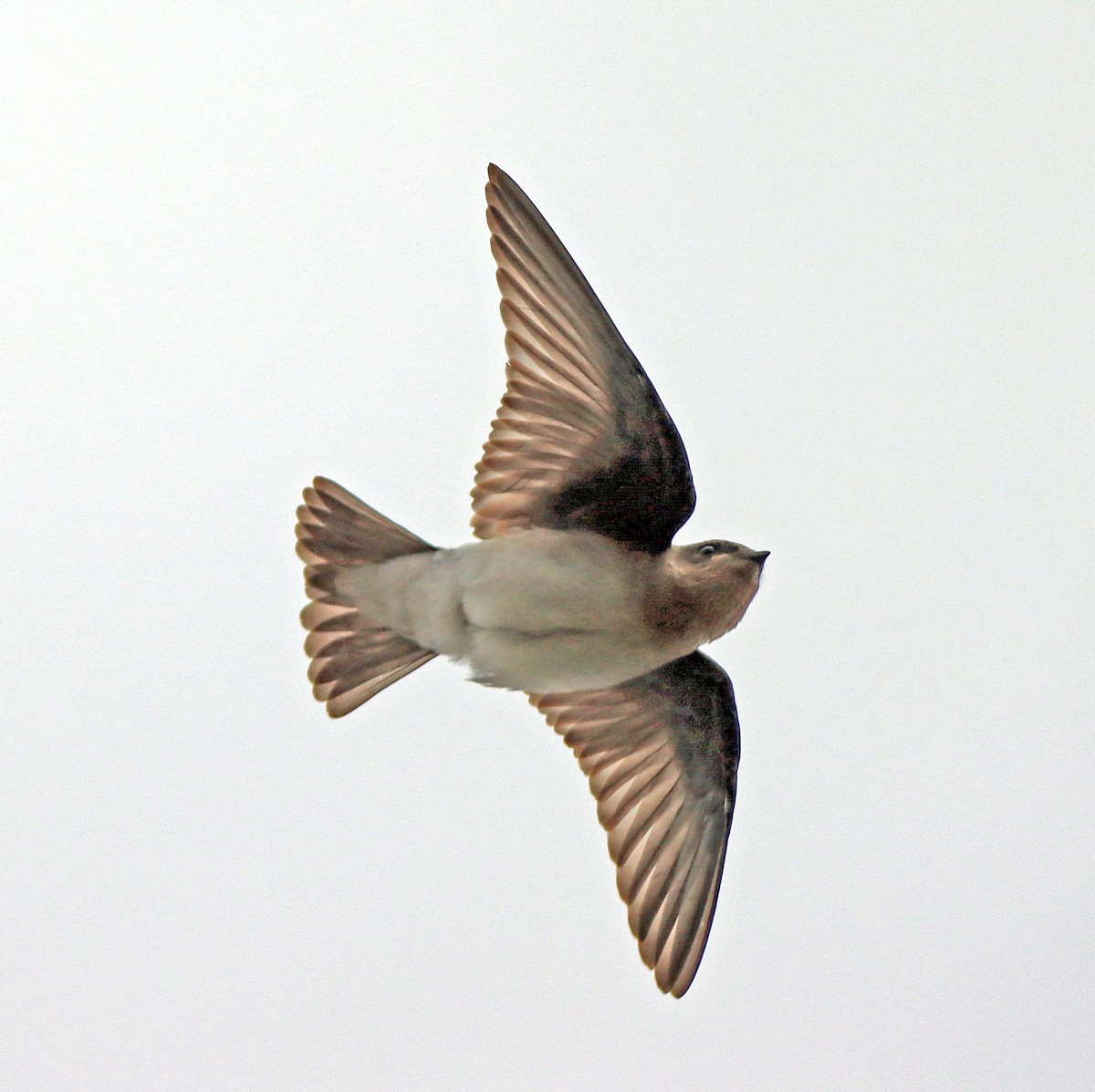 Northern Rough-winged Swallow - ML248101881