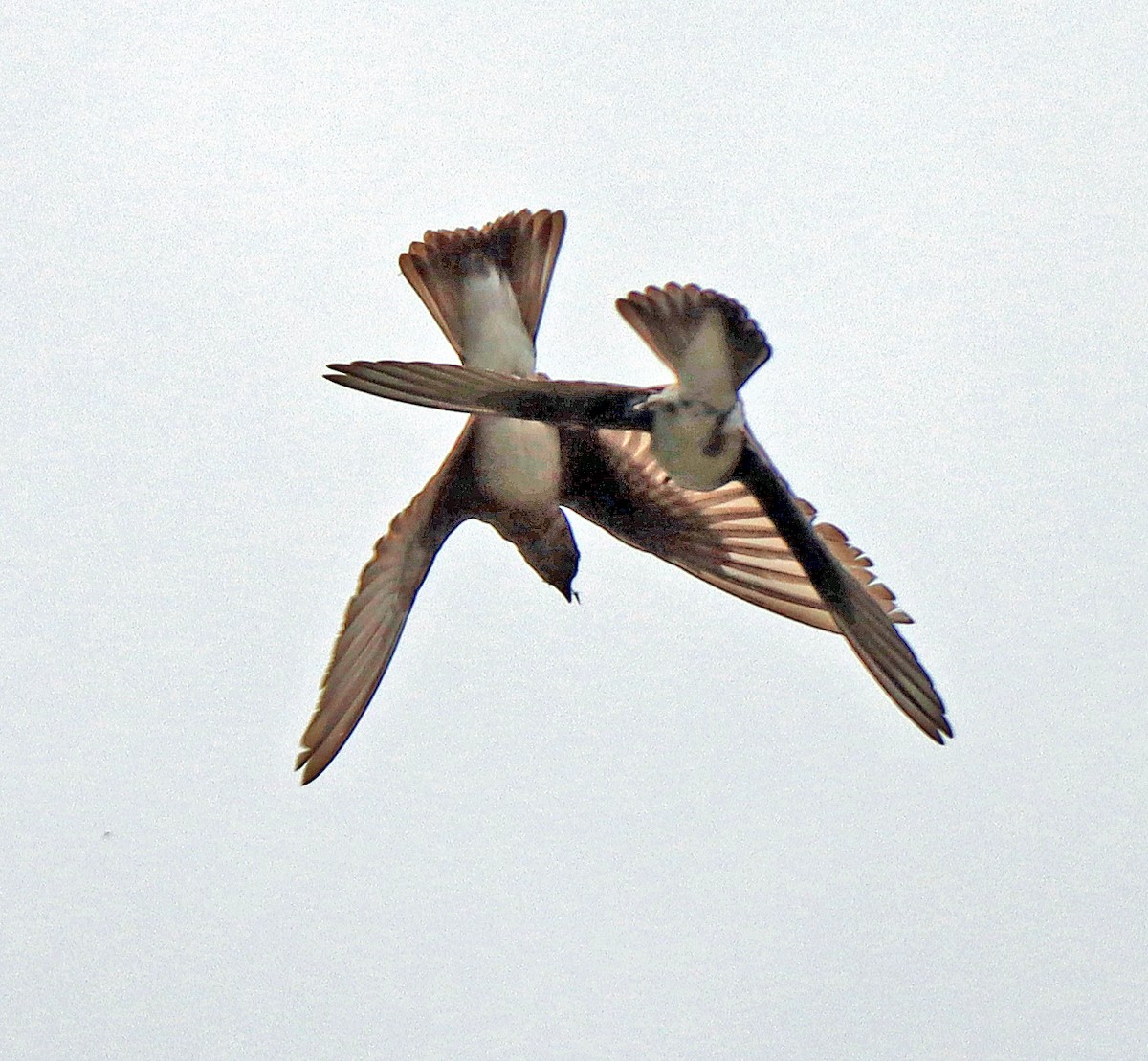 Northern Rough-winged Swallow - ML248101931