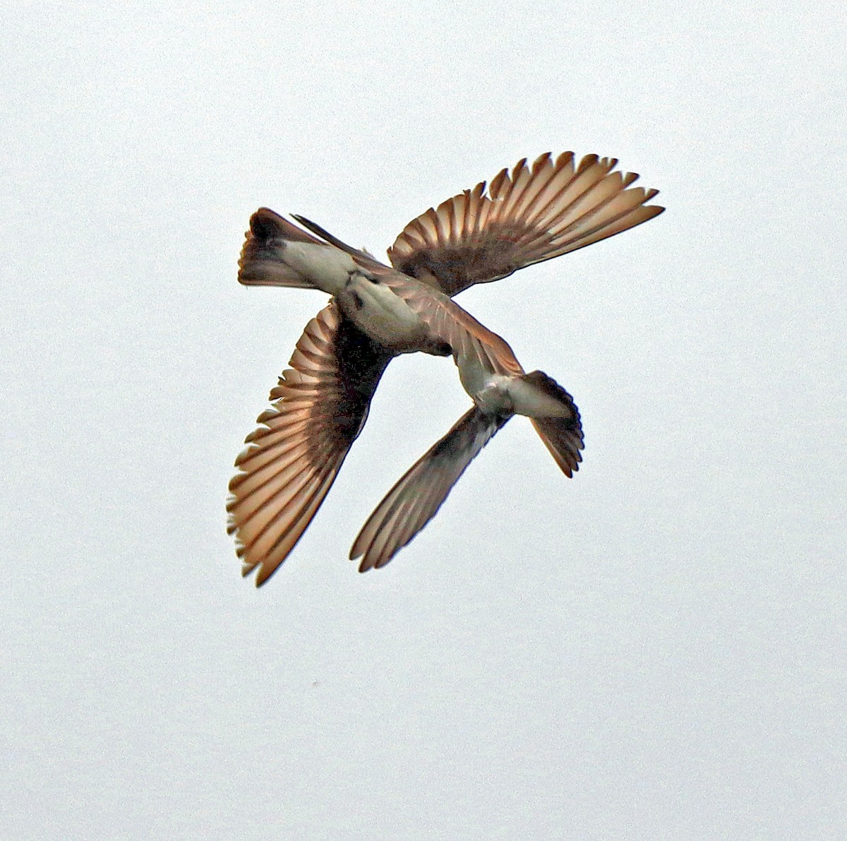 Northern Rough-winged Swallow - ML248101941