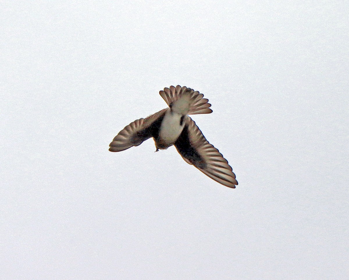 Northern Rough-winged Swallow - ML248101951