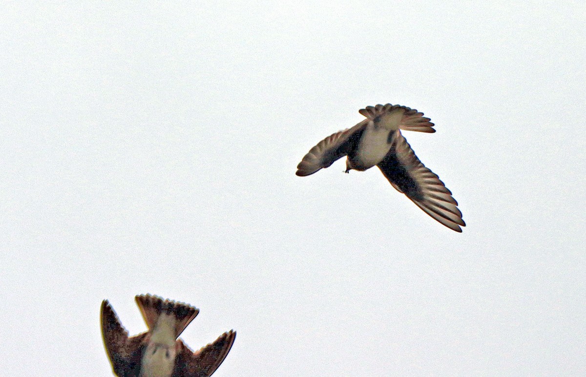 Northern Rough-winged Swallow - ML248101961