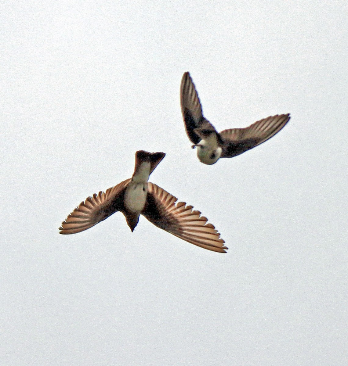 Northern Rough-winged Swallow - Shilo McDonald