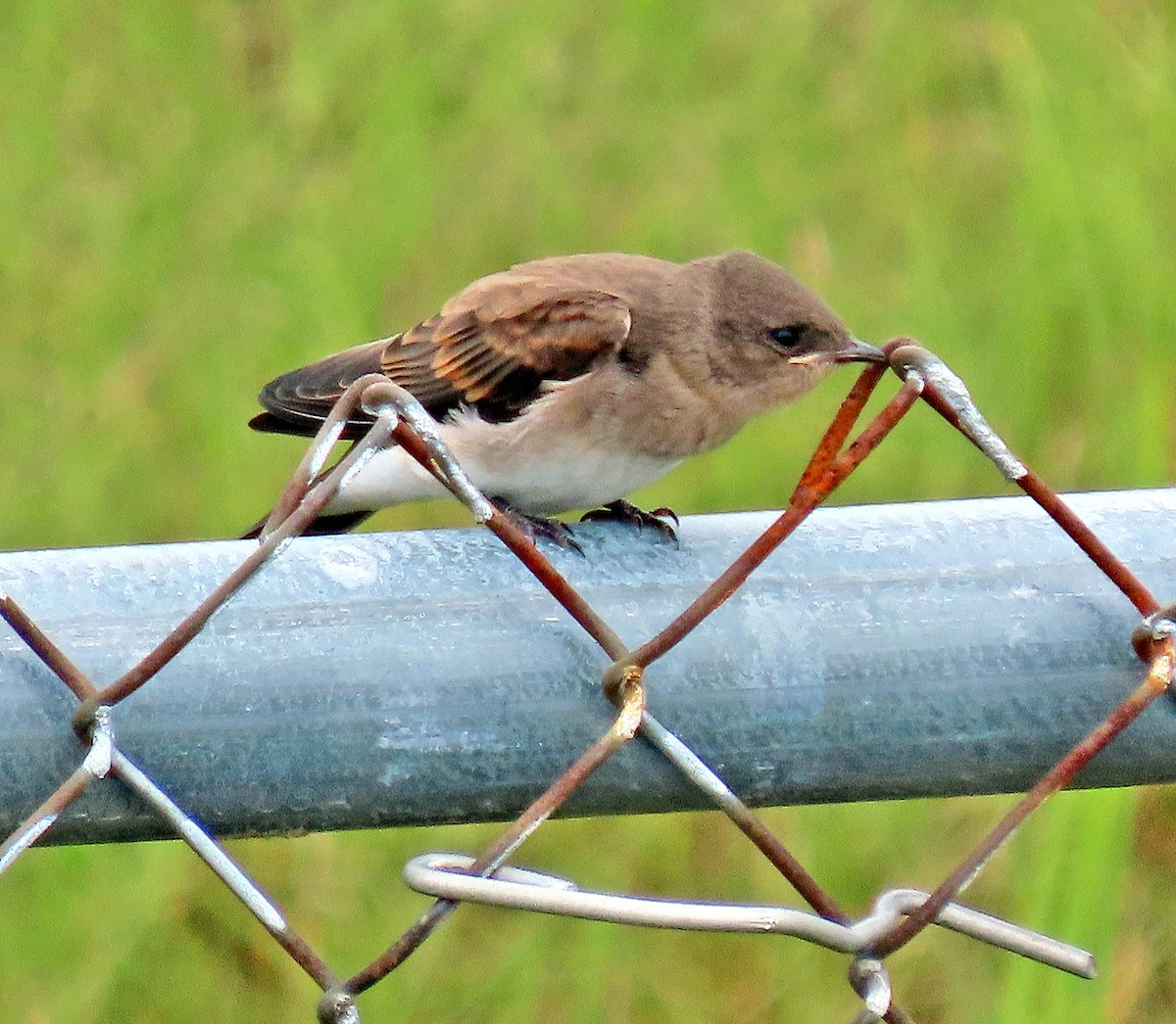 Northern Rough-winged Swallow - ML248102011