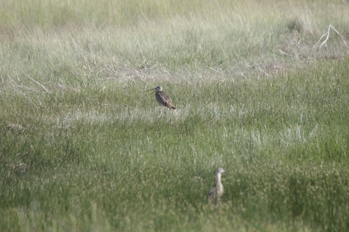 Marbled Godwit - Doug Kibbe