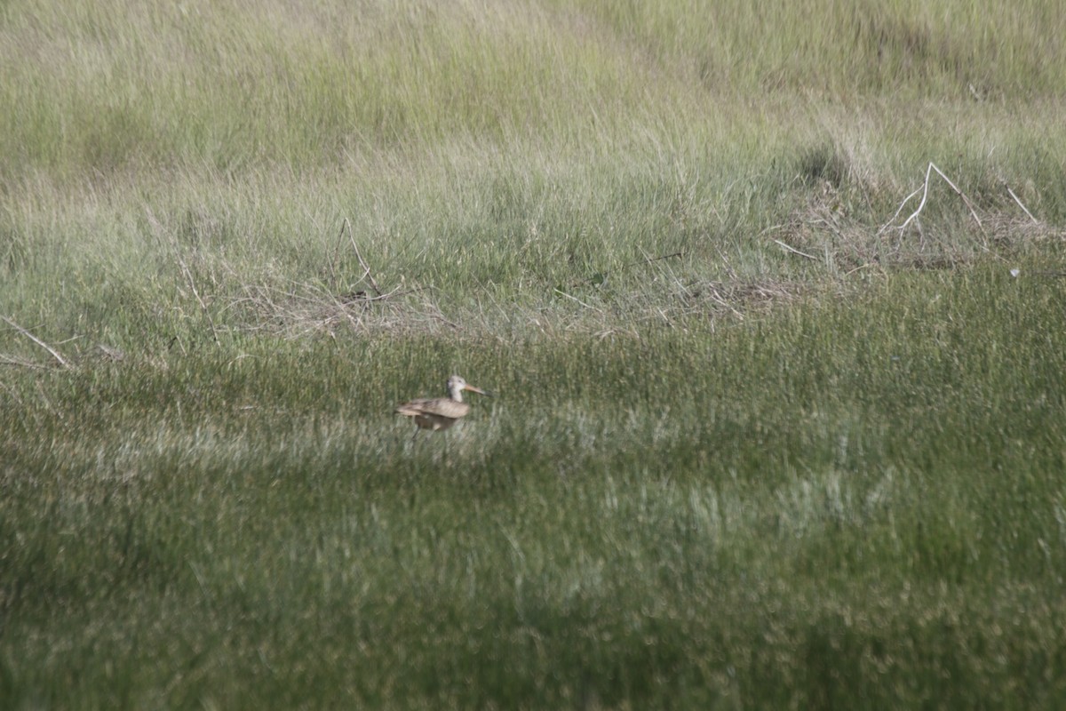 Marbled Godwit - Doug Kibbe