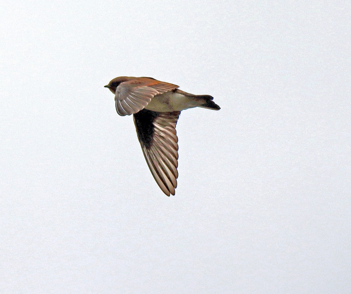 Northern Rough-winged Swallow - ML248102101