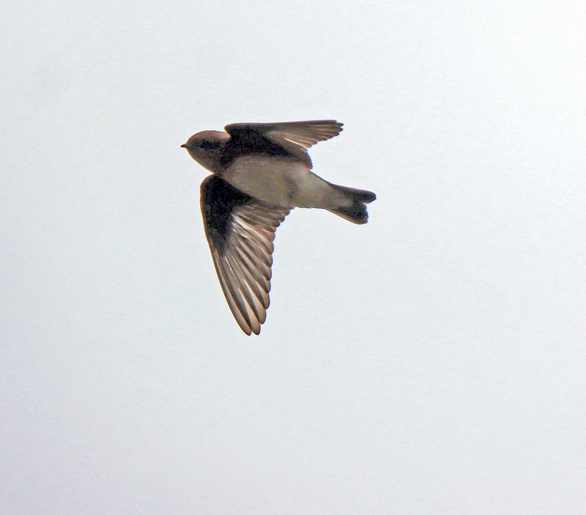 Northern Rough-winged Swallow - ML248102111