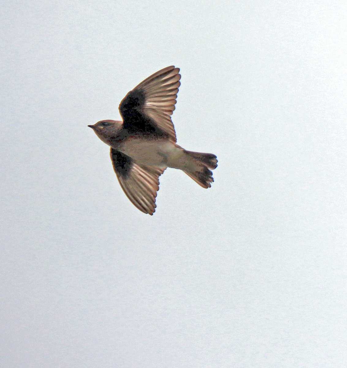 Northern Rough-winged Swallow - ML248102131