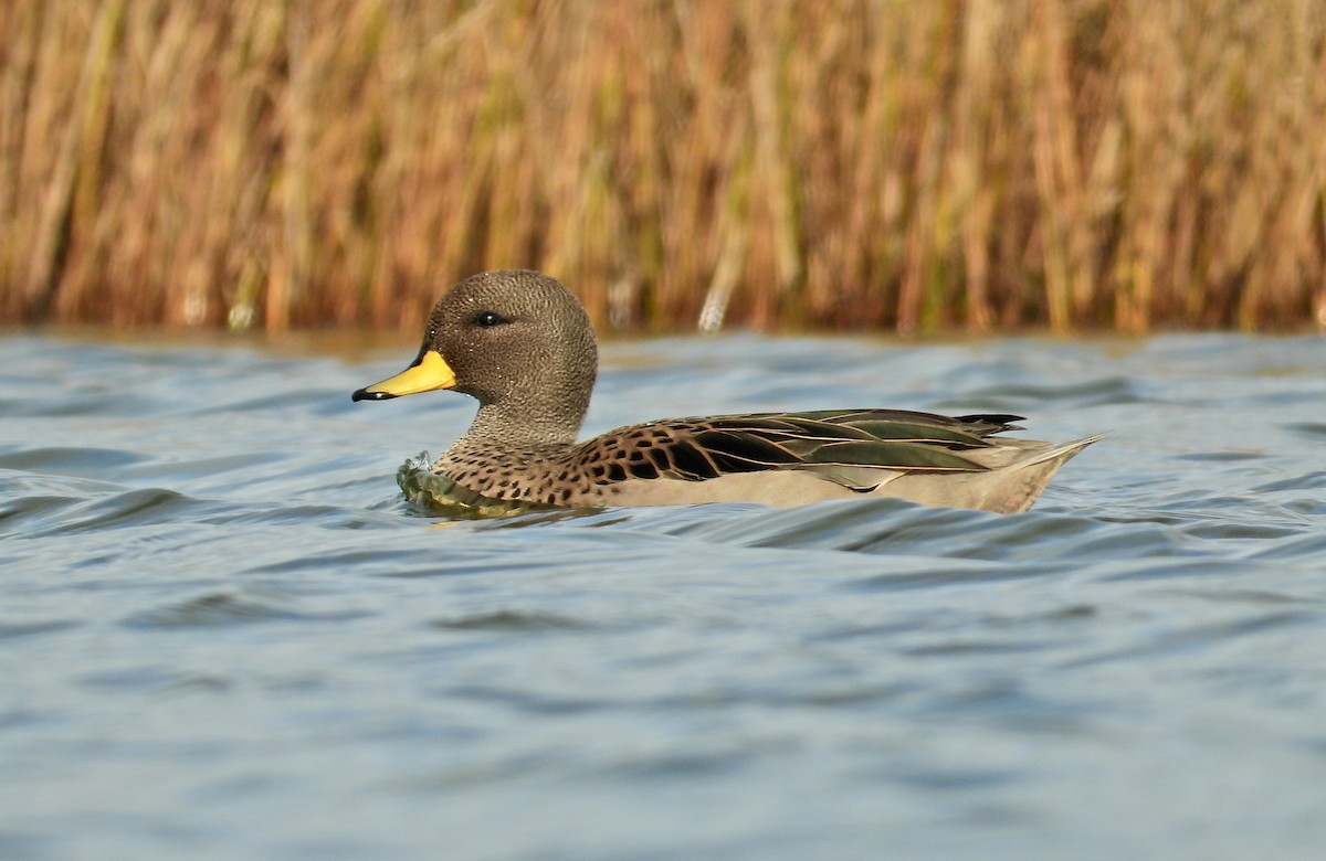 Yellow-billed Teal - ML248104671