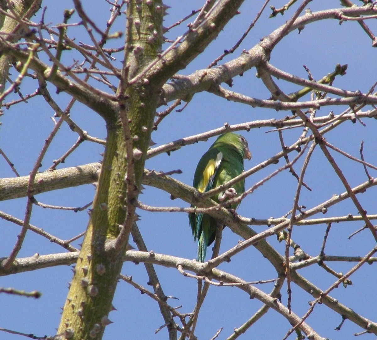 White-winged Parakeet - ML24810541