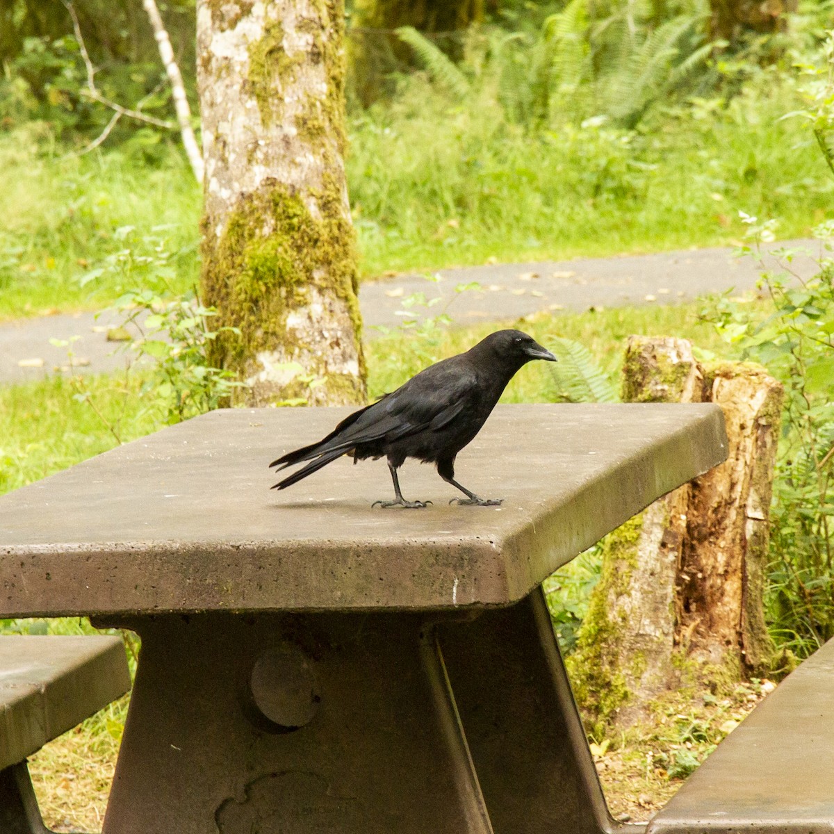 American Crow - Weiyue Ji