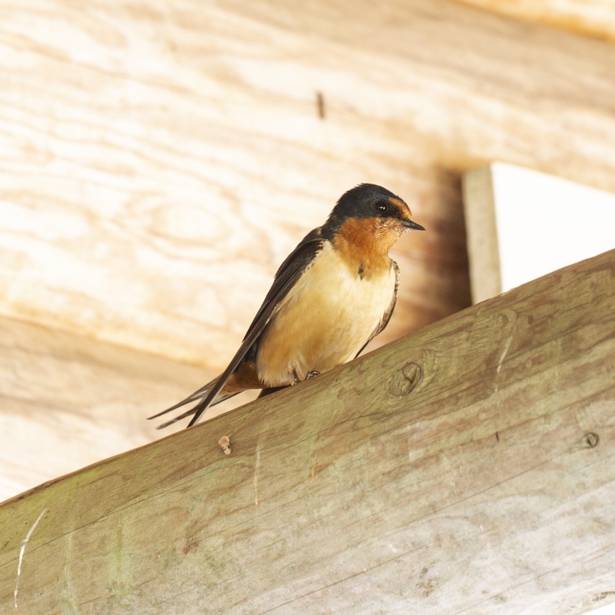 Barn Swallow - Weiyue Ji