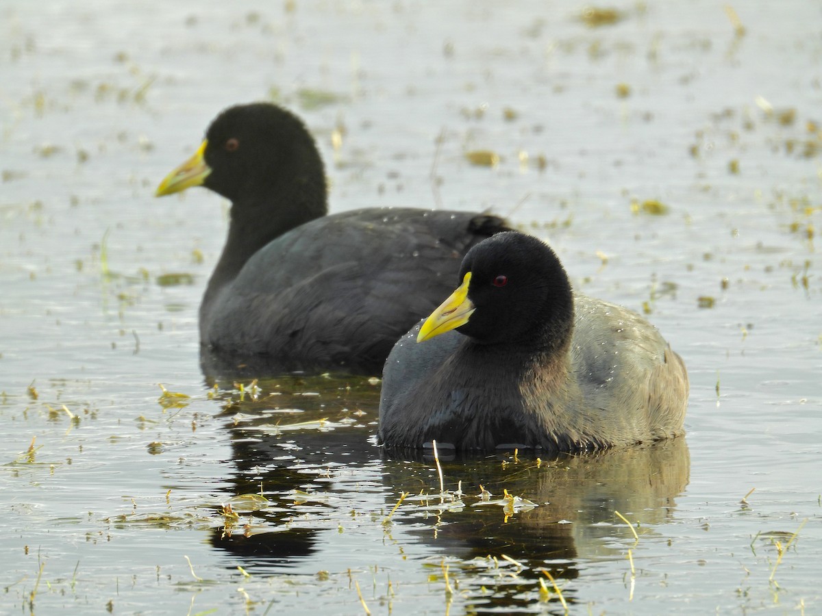 White-winged Coot - ML248106061