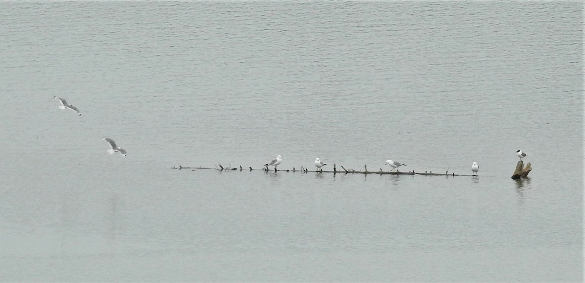 Ring-billed Gull - ML248106991