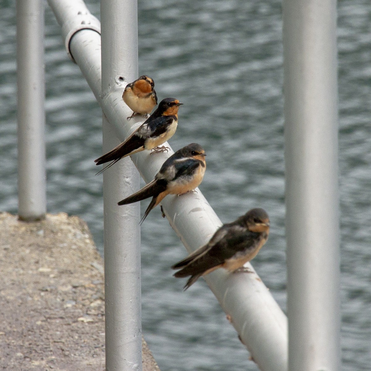 Barn Swallow - ML248108181