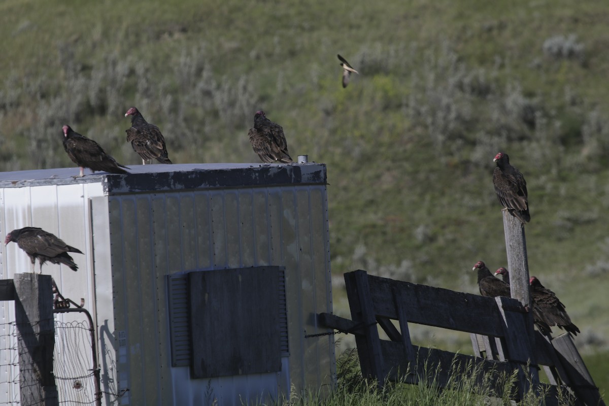 Turkey Vulture - ML248108551