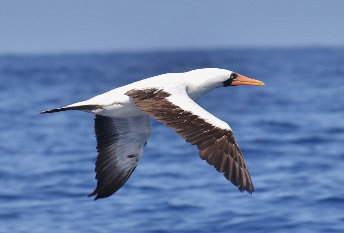 Nazca Booby - ML24810871