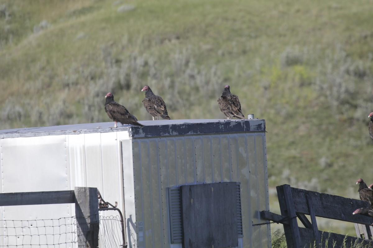 Turkey Vulture - ML248108831