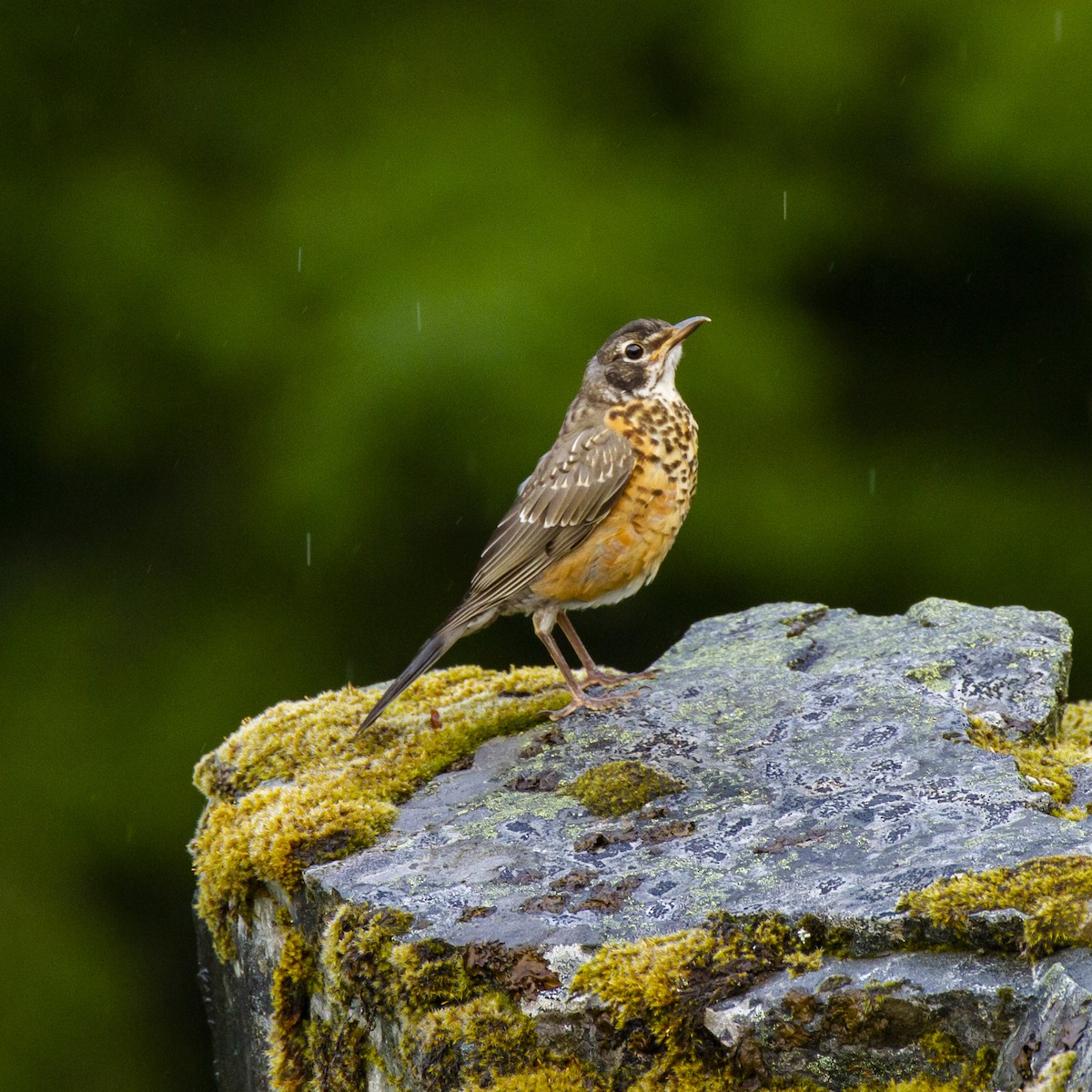 American Robin - ML248109281