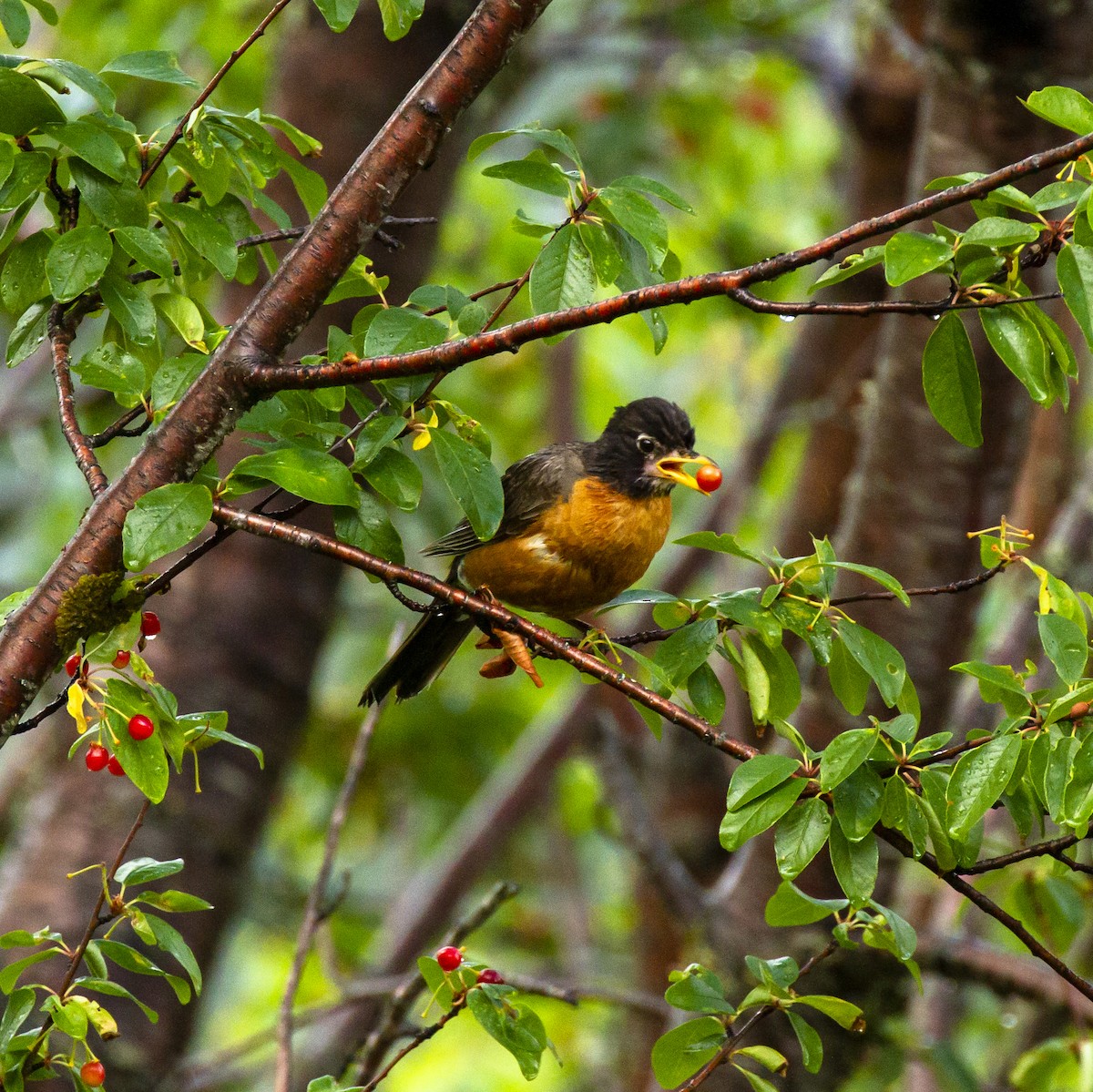 American Robin - Weiyue Ji