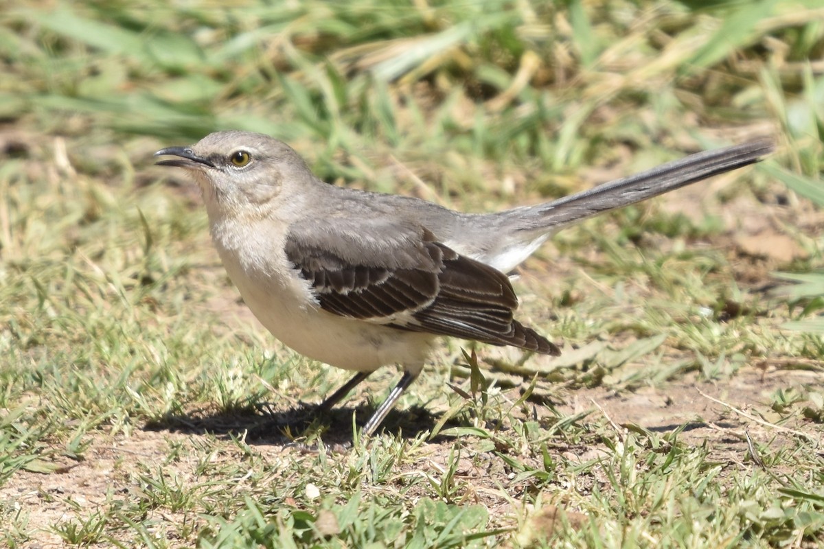 Northern Mockingbird - ML248109381