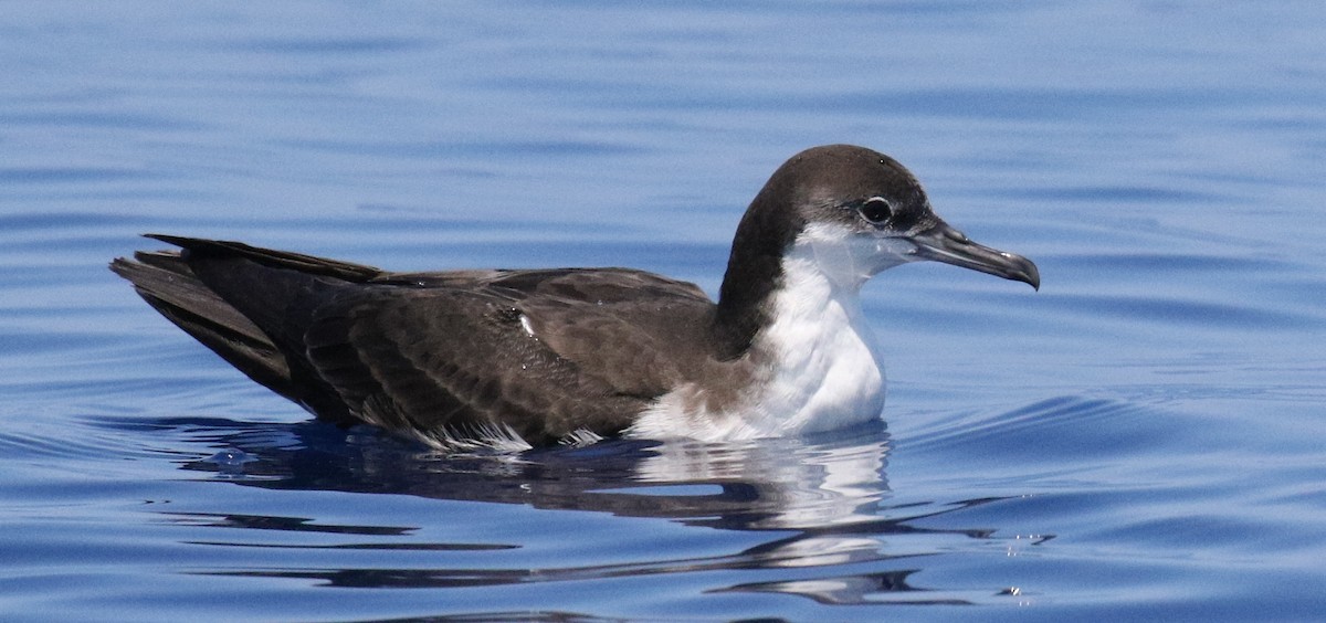 Galapagos Shearwater - ML24810971