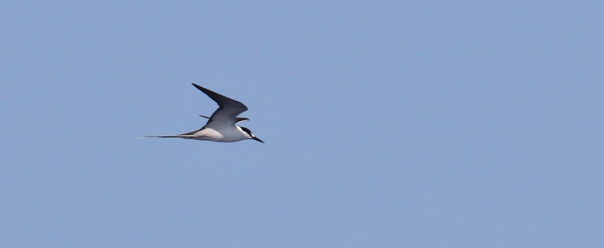 Bridled Tern - ML24811021