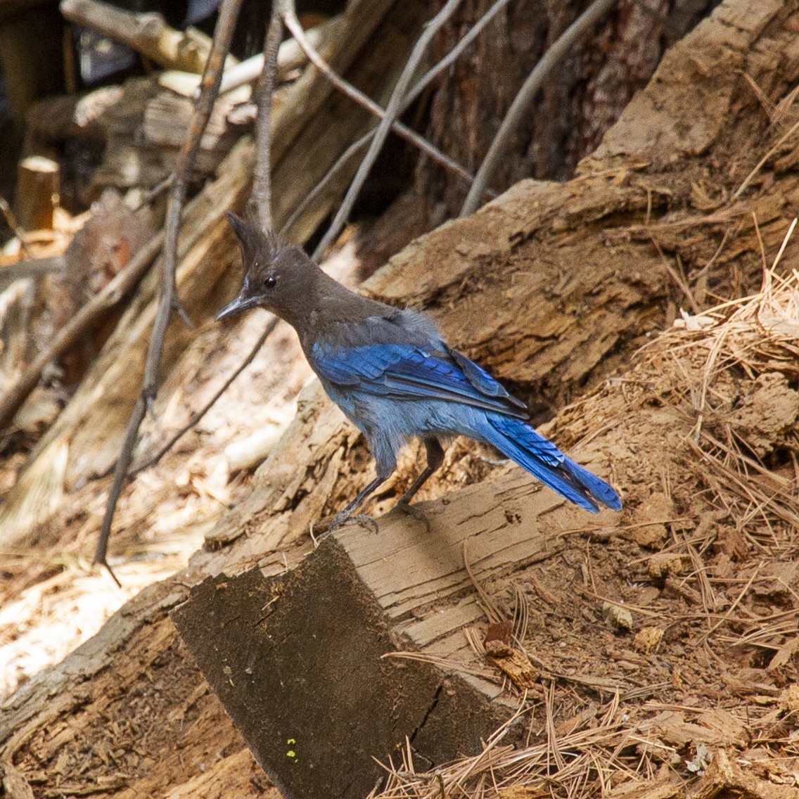 Steller's Jay - ML248110361