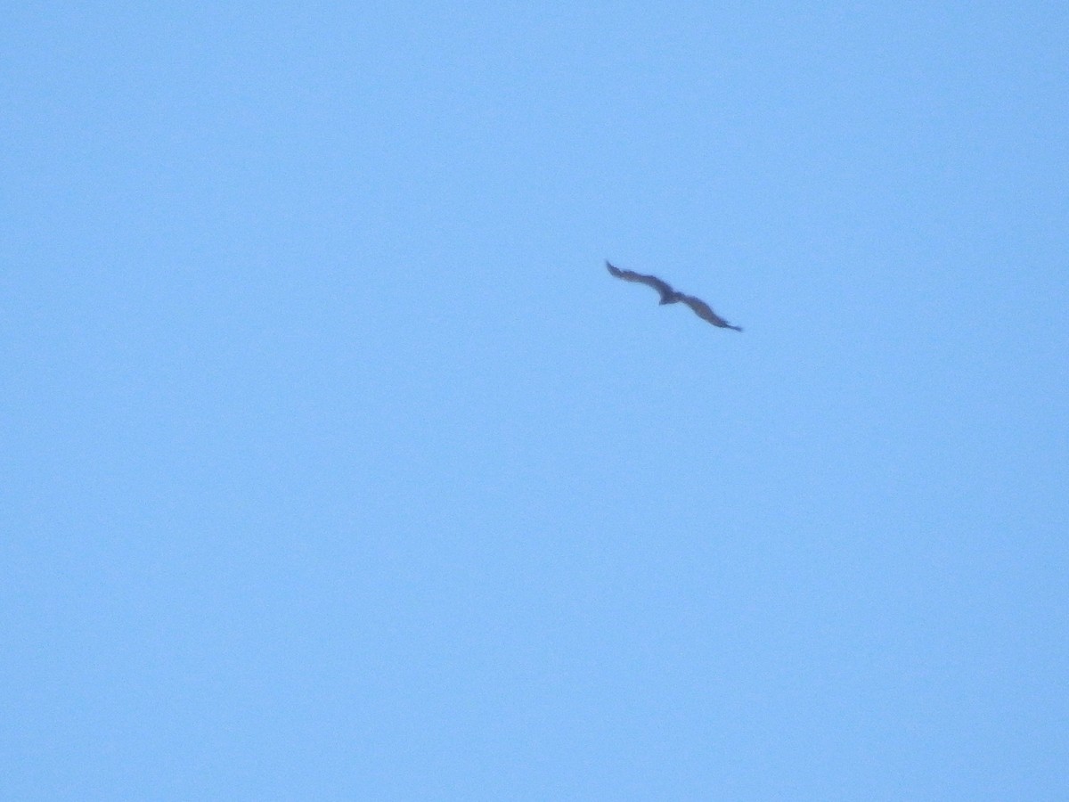 Cinereous Vulture - ML248111371