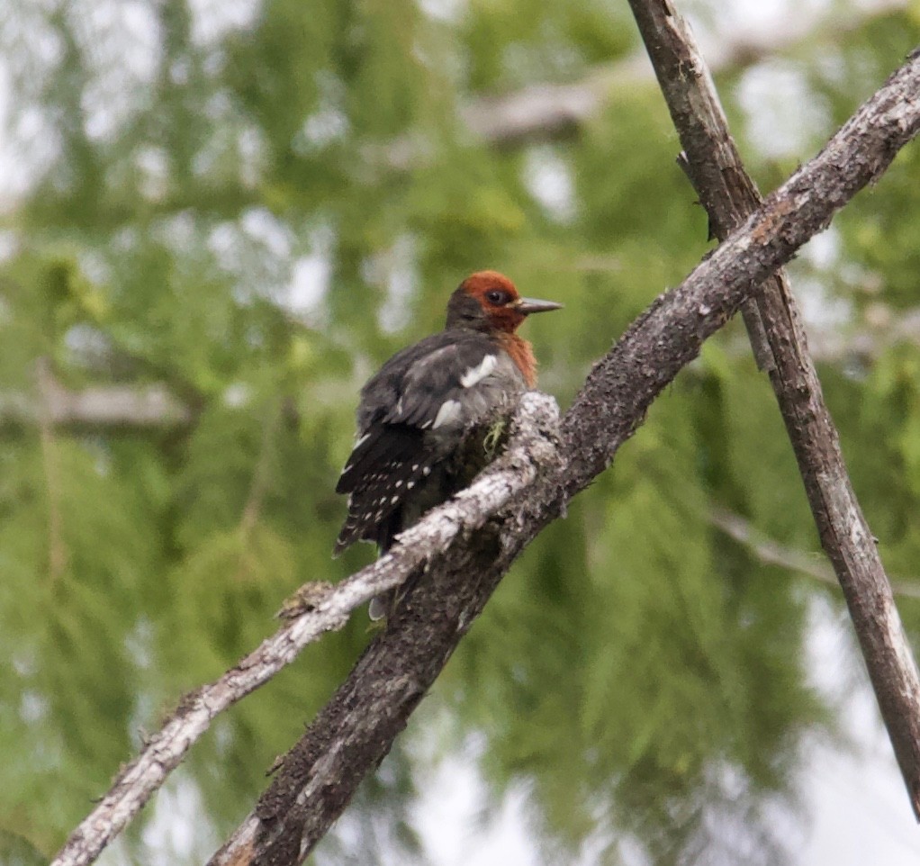 Red-breasted Sapsucker - Liam Ragan