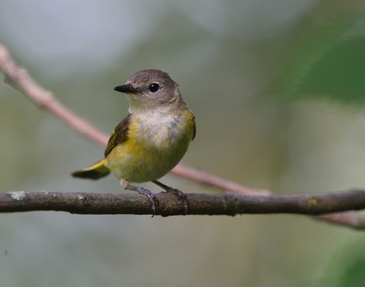 American Redstart - ML248115281