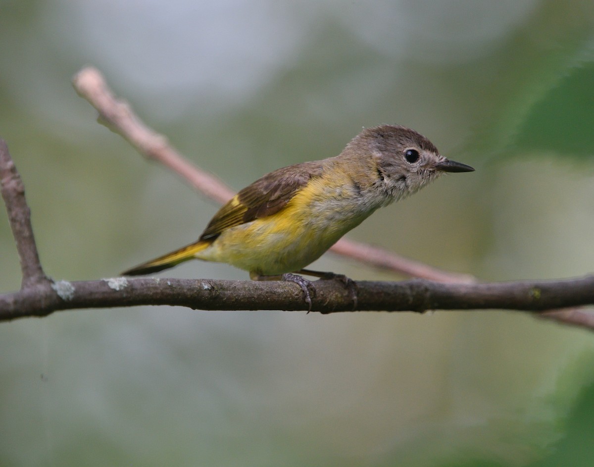 American Redstart - ML248115301