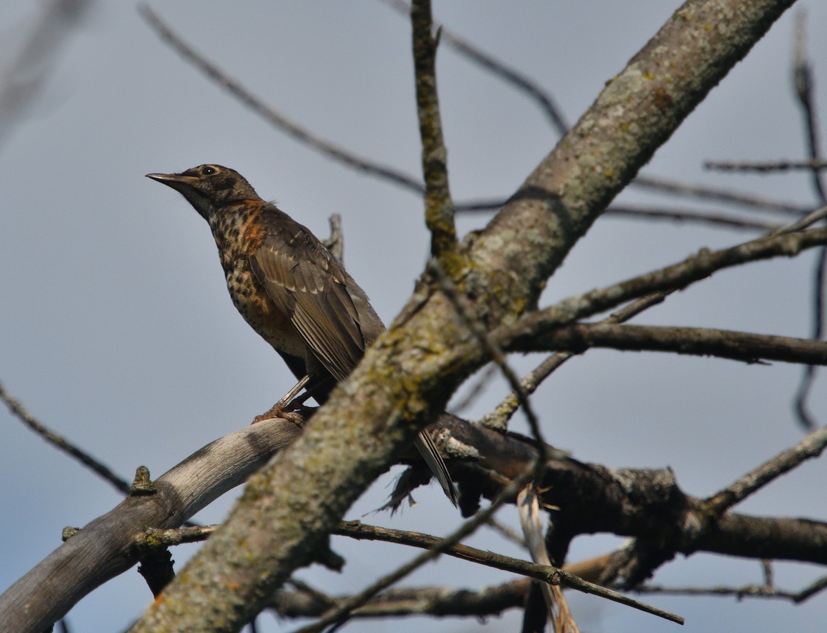 American Robin - ML248115381