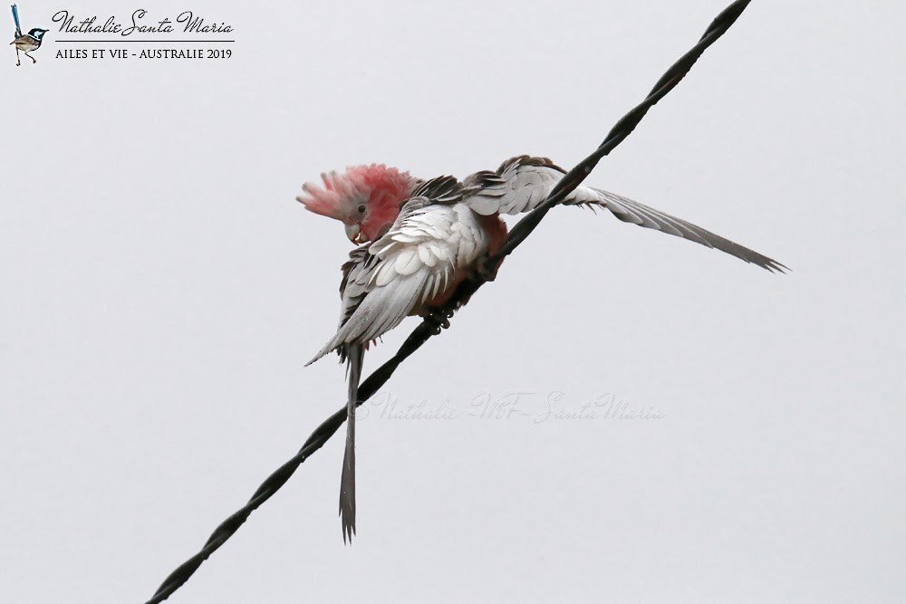 Cacatúa Galah - ML248116011