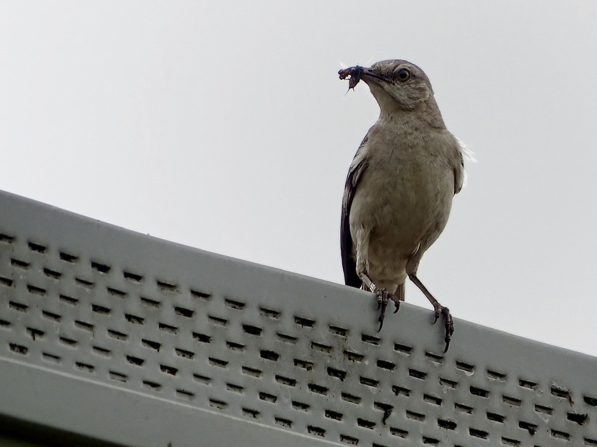 Northern Mockingbird - ML248116671