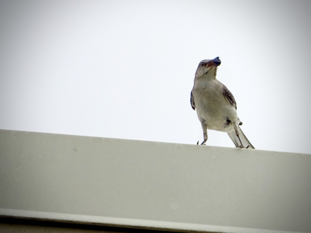 Northern Mockingbird - ML248116681