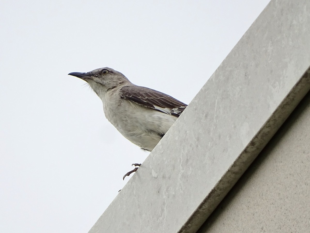 Northern Mockingbird - ML248116711