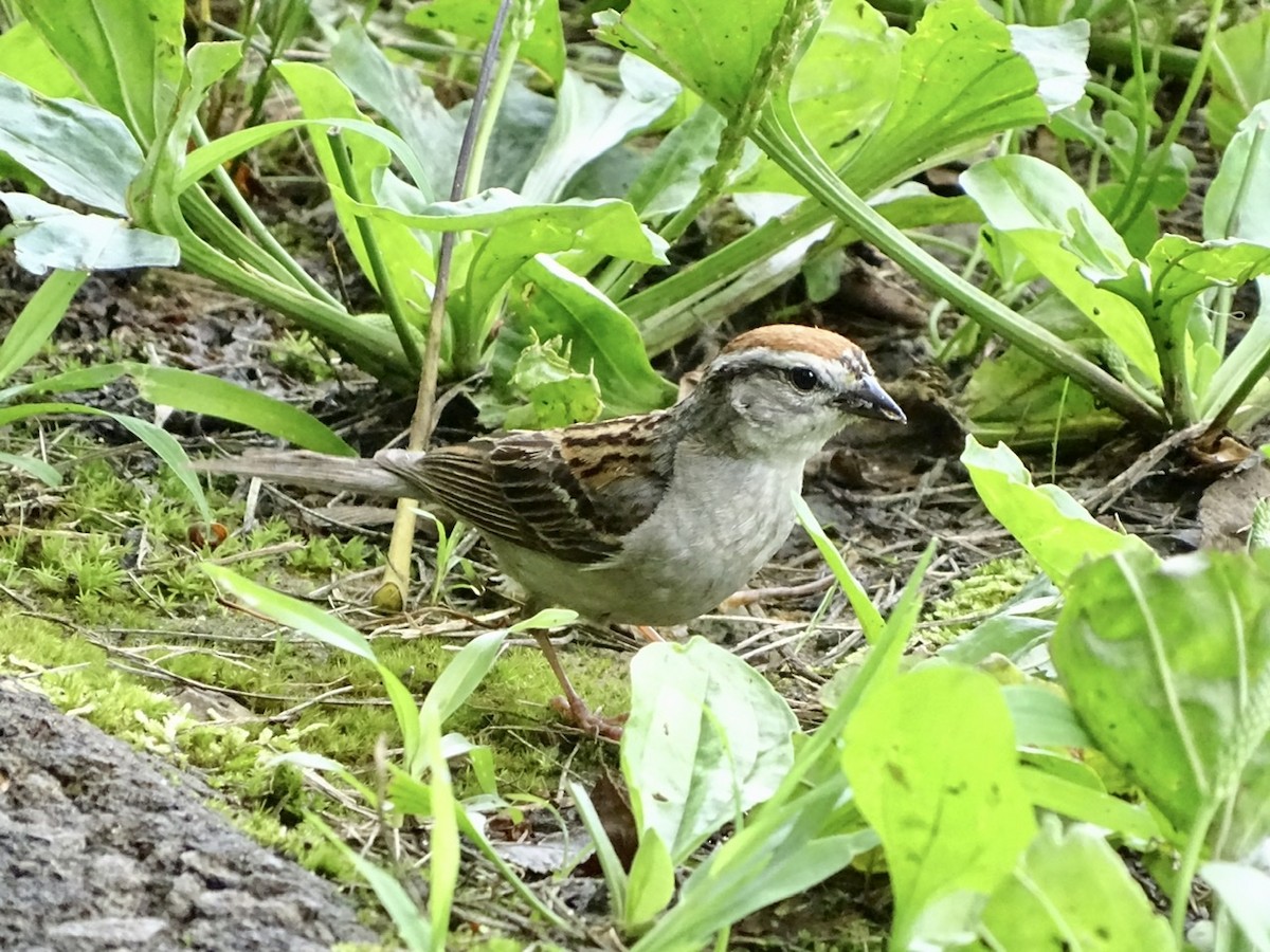 Chipping Sparrow - ML248116871