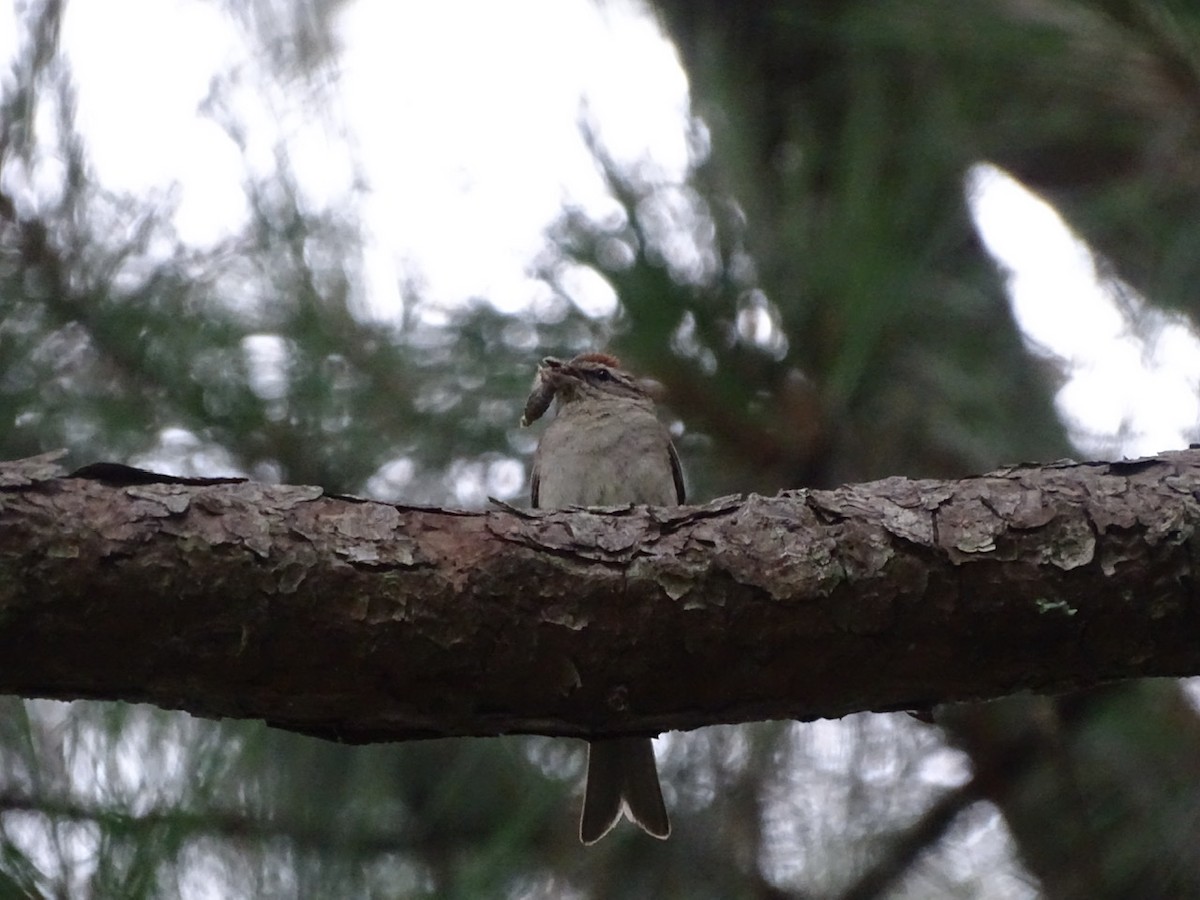 Chipping Sparrow - ML248116891
