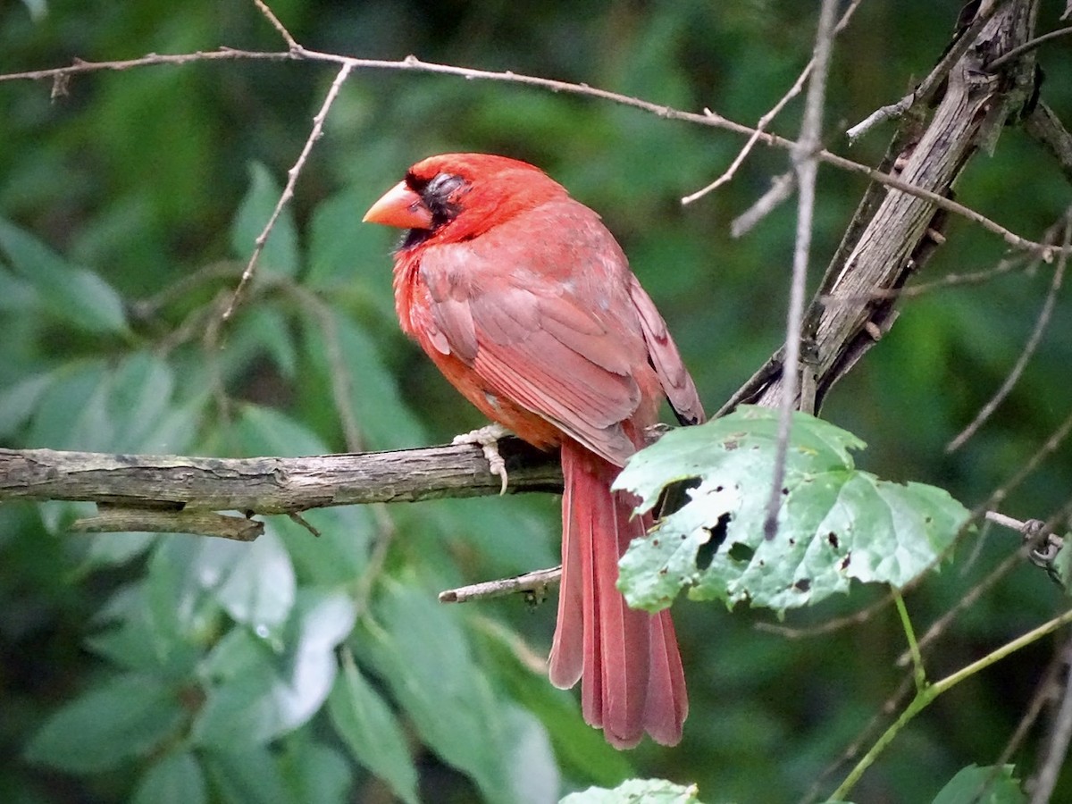 Northern Cardinal - ML248116991
