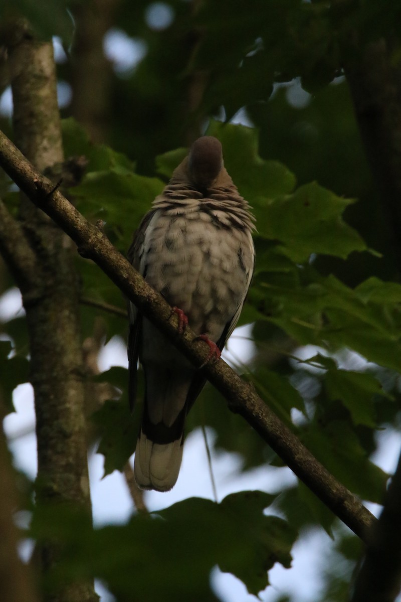 White-winged Dove - ML248119451