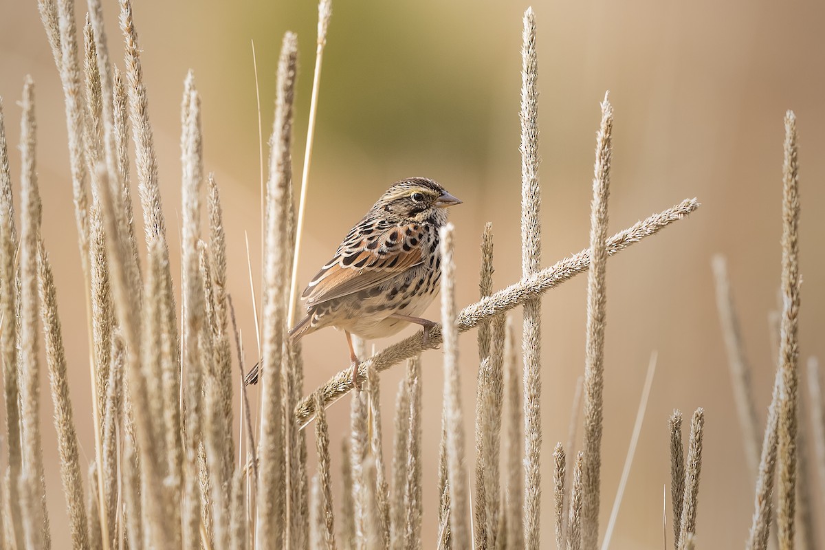 Sierra Madre Sparrow - ML248119661