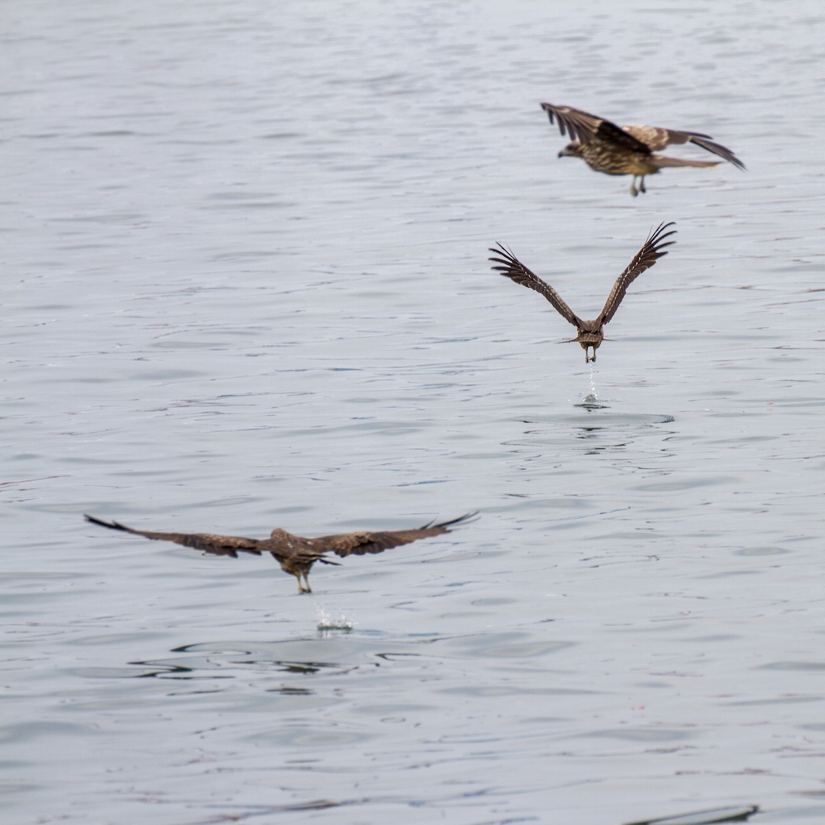 Black Kite - Weiyue Ji