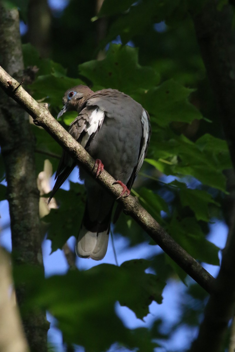 White-winged Dove - ML248120091