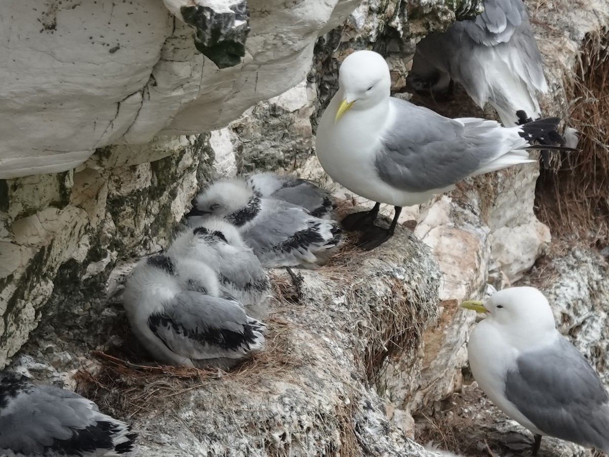 Black-legged Kittiwake - ML248120161